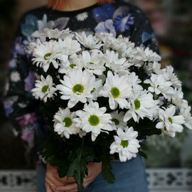 Ромашка Бакарди Хризантемы кустовые