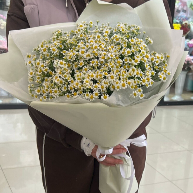 tanatcetum, standart