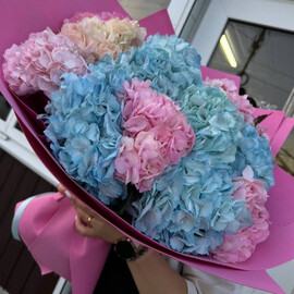 Гортензия Микс