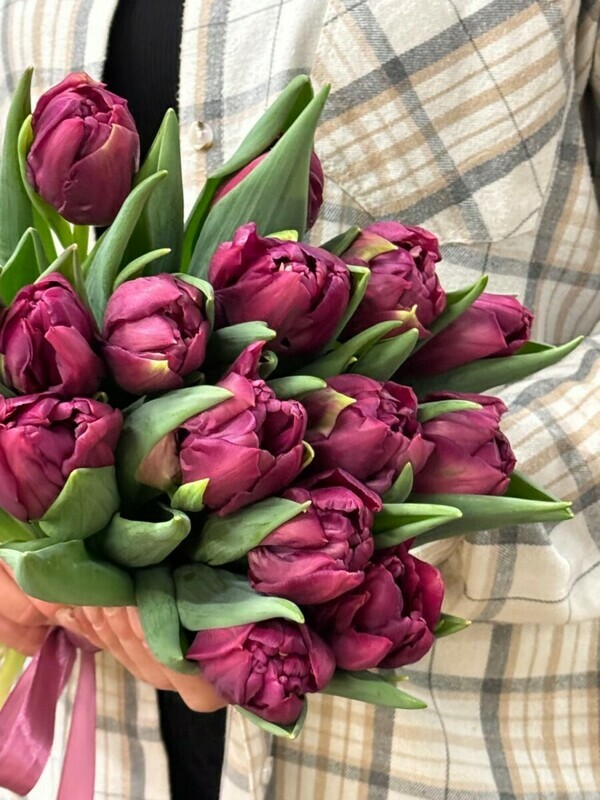 Пионовидные бордовые тюльпаны, пионовидные бордовые тюльпаны