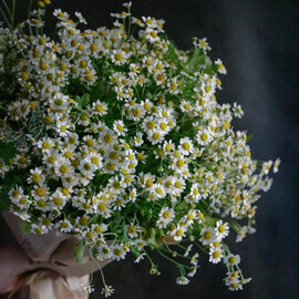 Поле ромашек