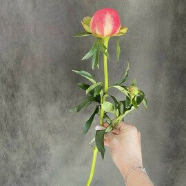 Peony variety Coral 1 pc.