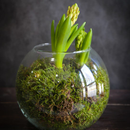 Spring in glass