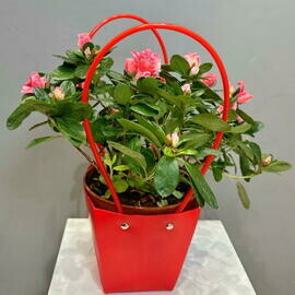 Розовая азалия в сумочке