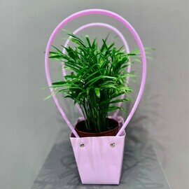 Hoveya v podarochnoj sumochke