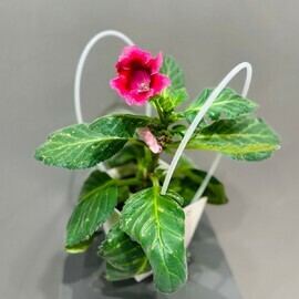 Gloksiniya v podarochnoj sumochke