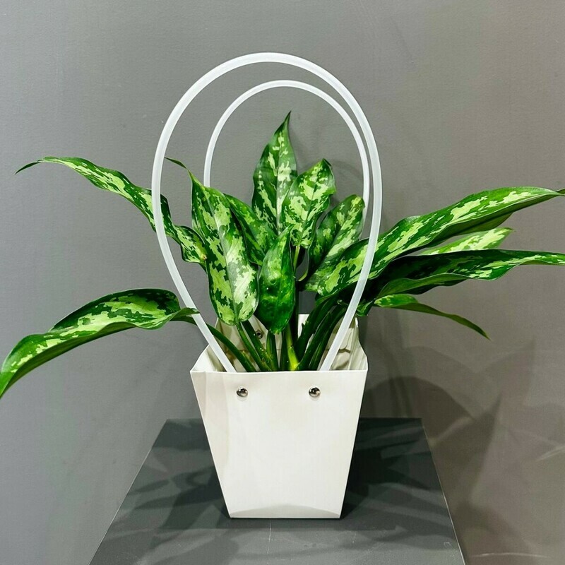 Diffenbahiya Black beauty v podarochnoj sumochke, standart