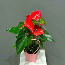 Антуриум в сумочке