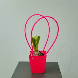 Гиацинт в сумочке