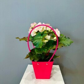 Begoniya belo-rozovaya v podarochnoj sumochke