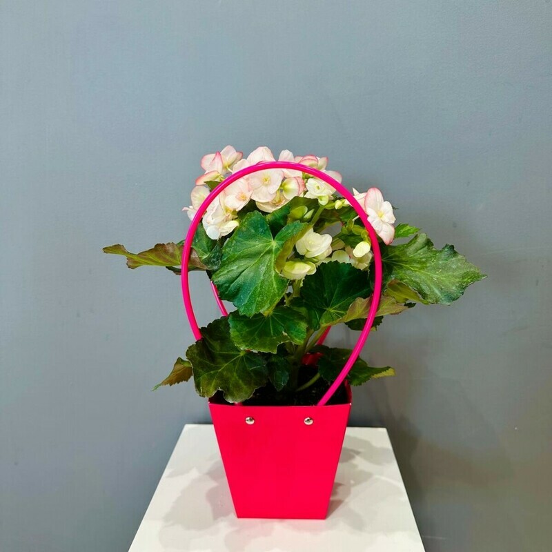 Бегония бело-розовая в подарочной сумочке, стандартный