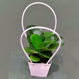 Фикус лирата в сумочке