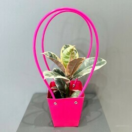 Фикус Red в подарочной сумочке