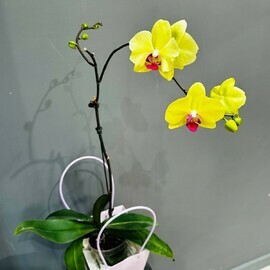 Yellow orchid in a gift bag