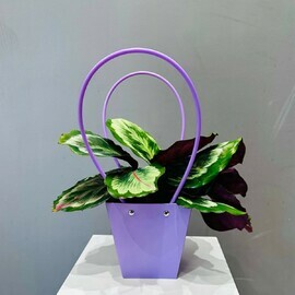 Калатея Lucky Goddess в подарочной сумочке