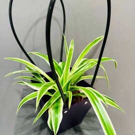 Hlorofitum v podarochnoj sumochke