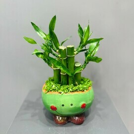 Babmuk Small Forest v keramicheskom gorshke