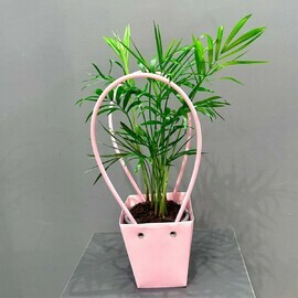 Хамедорея в подарочной сумочке