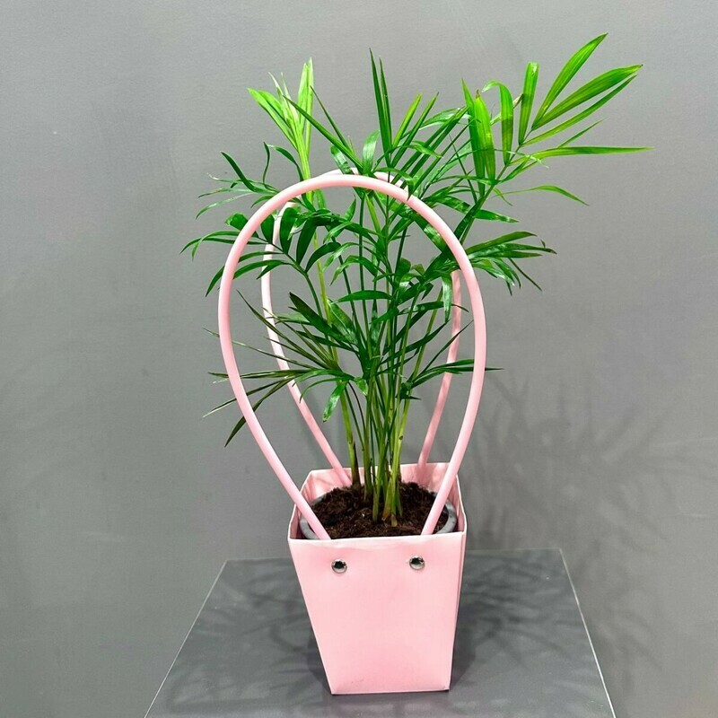 Хамедорея в подарочной сумочке, стандартный