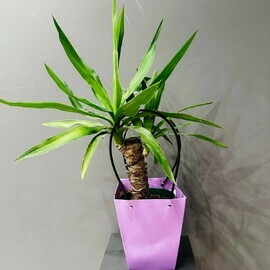 YUkka v podarochnoj sumochke