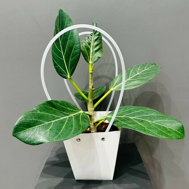 Фикус " Андрей" в сумочке, стандартный