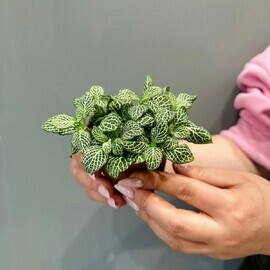 Фиттония зеленая