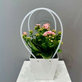 Kalanhoe v podarochnoj sumochke