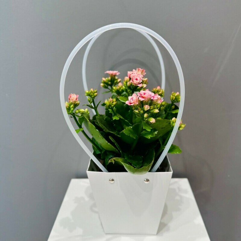 Kalanhoe v podarochnoj sumochke, standart