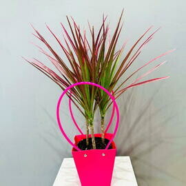 Драцена узколистная в подарочной сумочке