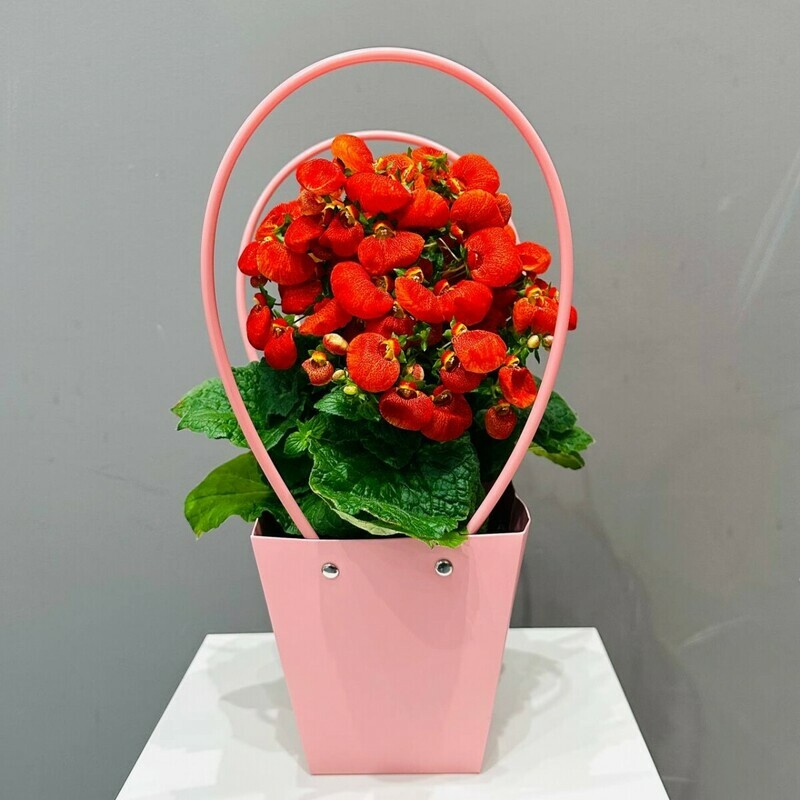 Кальцеолярия в сумочке, стандартный