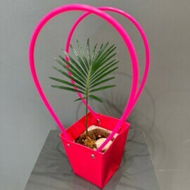 Цикас в сумочке