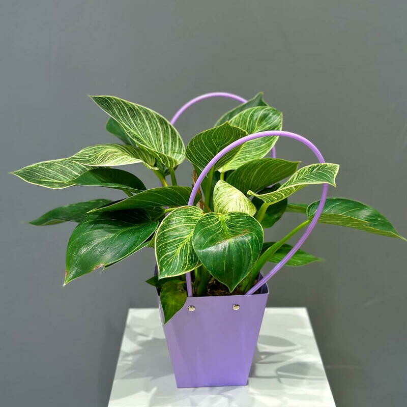 Филодендрон в сумочке, филодендрон в сумочке