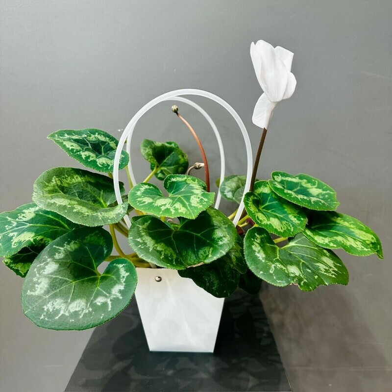 Цикламен белый в подарочной сумочке, стандартный