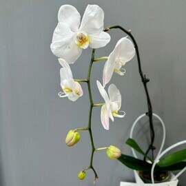 Orhideya Belaya v podarochnoj sumochke