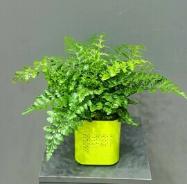 Папоротник с горшком автополив