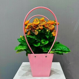 Оранжевая кальцеолярия в сумочке