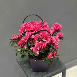 Rozovaya azaliya v sumochke