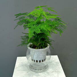 Аспарагус в горшке