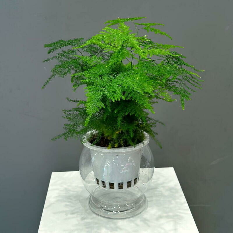 Asparagus v gorshke, asparagus v gorshke