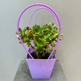 Krassula v podarochnoj sumochke