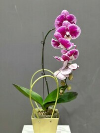 Orhideya Mramor v podarochnoj sumochke