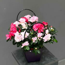 Dvuhtcvetnaya azaliya v sumochke