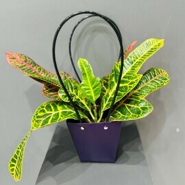 Kodieum v podarochnoj sumochke