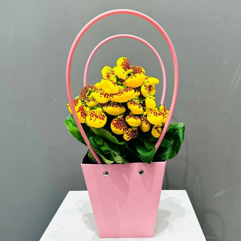 Кальцеолярия в подарочной сумочке, стандартный