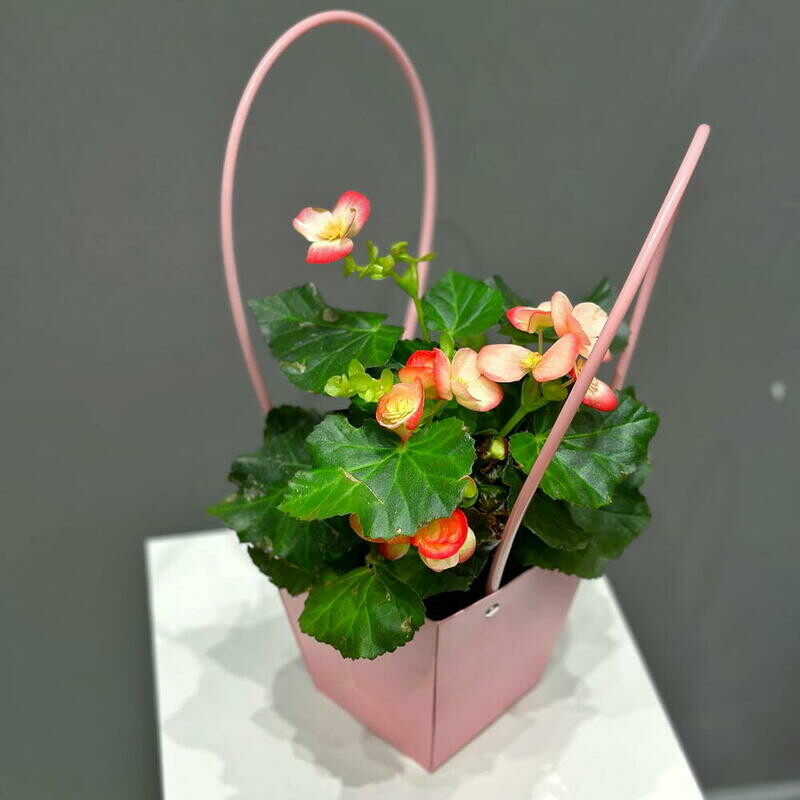 Бегония в подарочной сумочке, стандартный