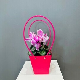 TCiklamen v podarochnoj sumochke