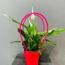 Spatifillum v podarochnoj sumochke