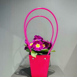 Примула в подарочной сумочке