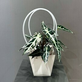 Алоказия Little Fairy в подарочной сумочке