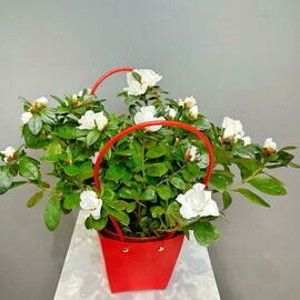 Белая азалия в сумочке